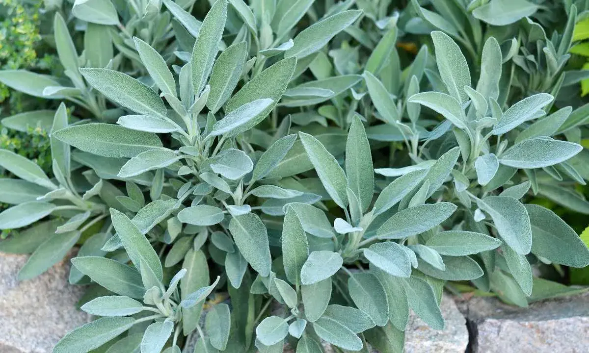 Plantes de sauge en culture, leurs feuilles veloutées et grises se déploient sur un lit de pierres.