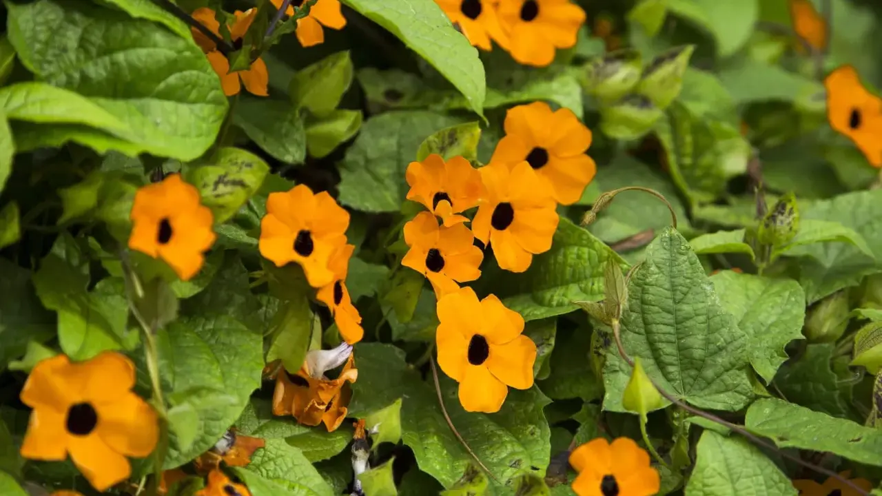 Des fleurs orange vif, comme des suzanne aux yeux noirs, s'épanouissent parmi le feuillage vert luxuriant.