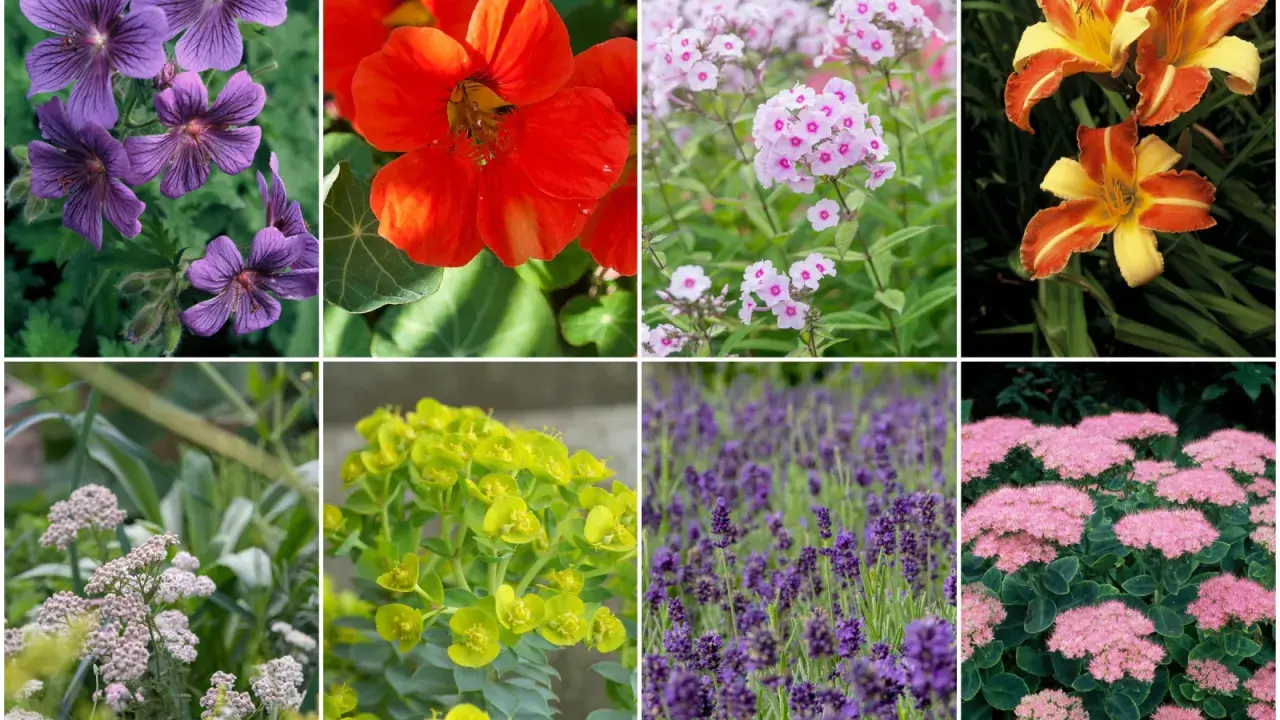 Fiołki, lawenda, bodziszek, wilczomlecz, rudbekia, floks, liliowiec, rozchodnik – rośliny, których nie lubią ślimaki.
