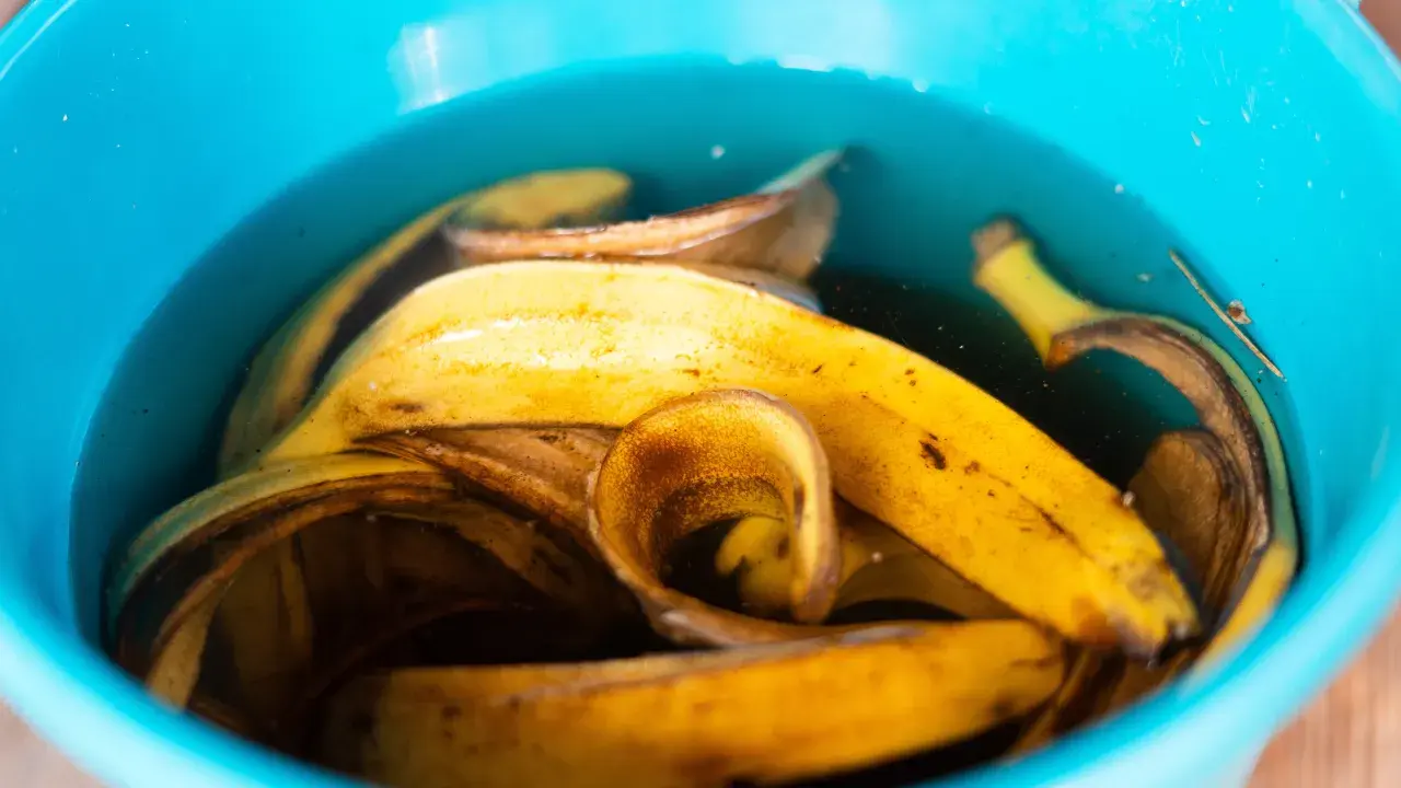 Nawóz z banana: klucz do bujnego kwitnienia i zdrowych roślin.