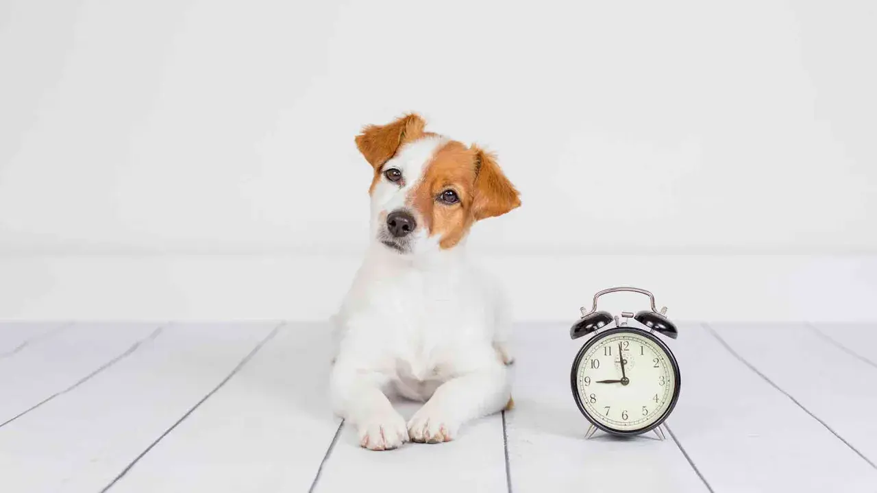Szczeniak Jack Russell Terrier leży obok budzika. Czas na zabawę, since for kiedy?
