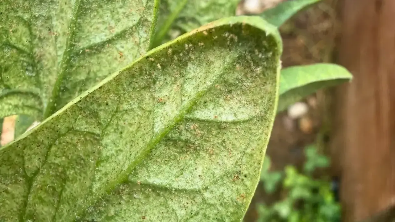 Close-up of a plant leaf covered in tiny black bugs, indicating a spider mite infestation.