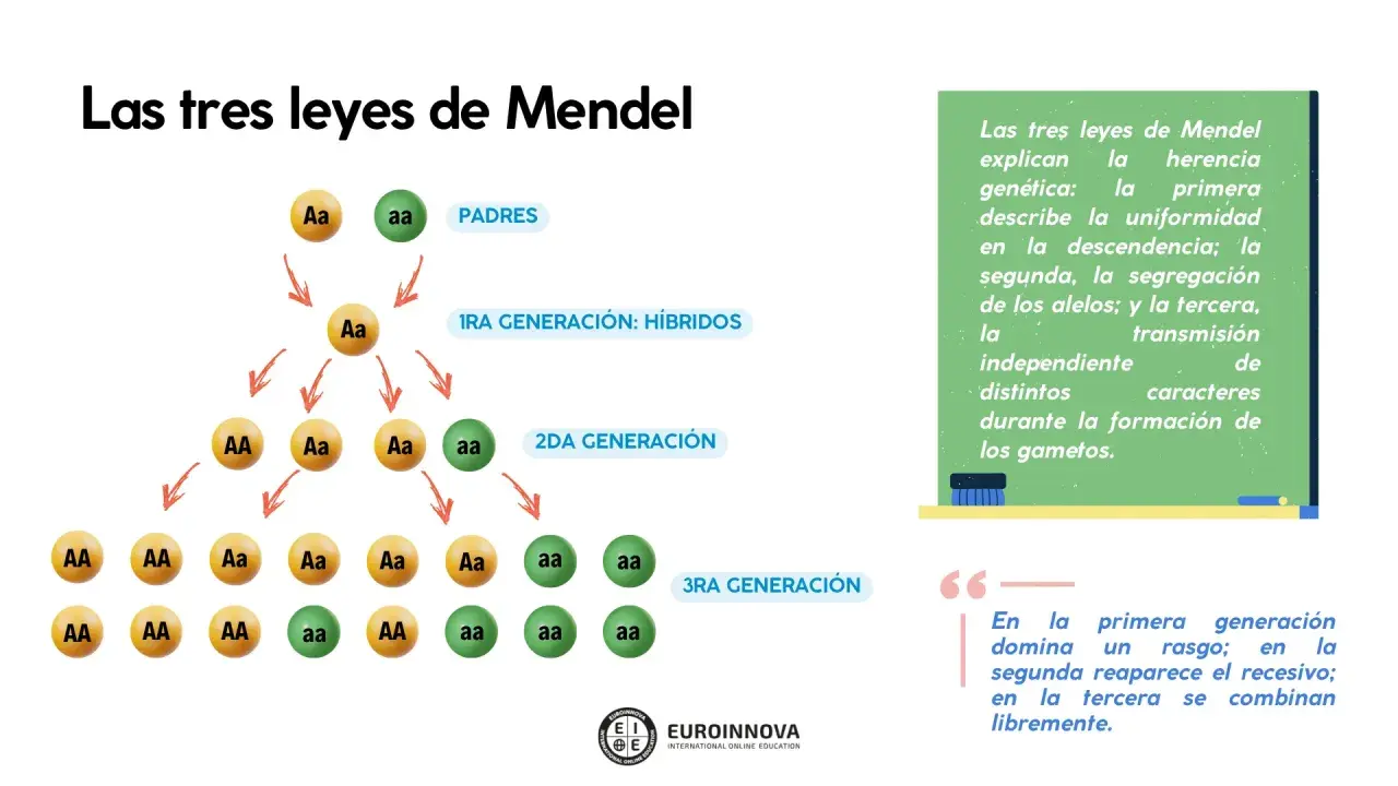 Diagrama de las leyes de Mendel, mostrando la herencia de alelos a través de generaciones. Ejemplos de ley de Mendel.