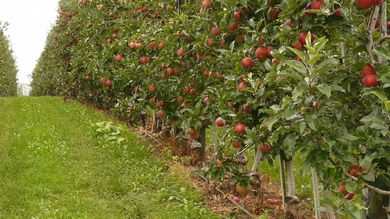 Rząd jabłoni uginających się pod ciężarem czerwonych owoców. Widać system nawadniania, który pomaga w uprawie, podobnie jak składniki odżywcze, np. azofoska.