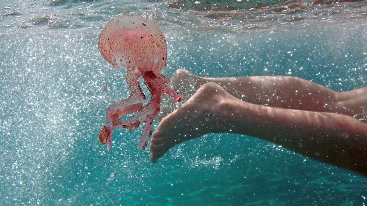 Una medusa rosa fluttua vicino ai piedi di un nuotatore in acque turchesi scintillanti.
