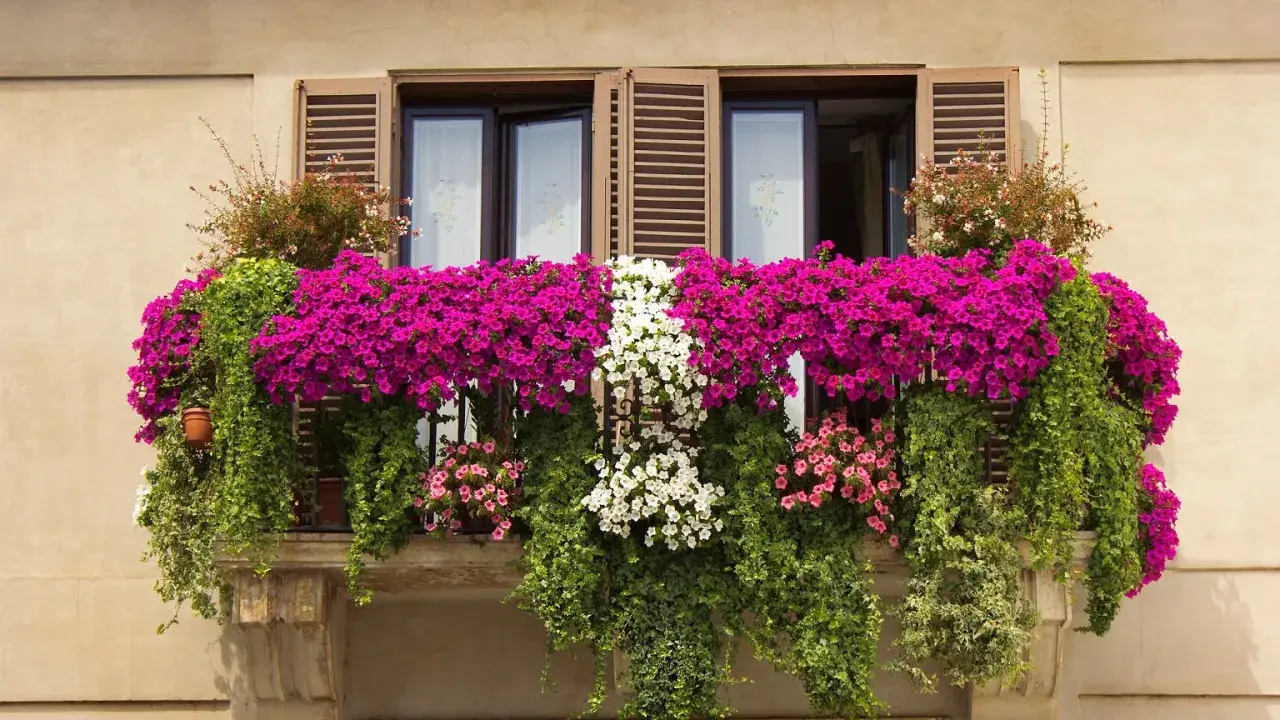 Balkon pełen kwitnących petunii i bluszczy. Wśród nich można rozpoznać kwiaty balkonowe nazwy: petunia, lobelia.