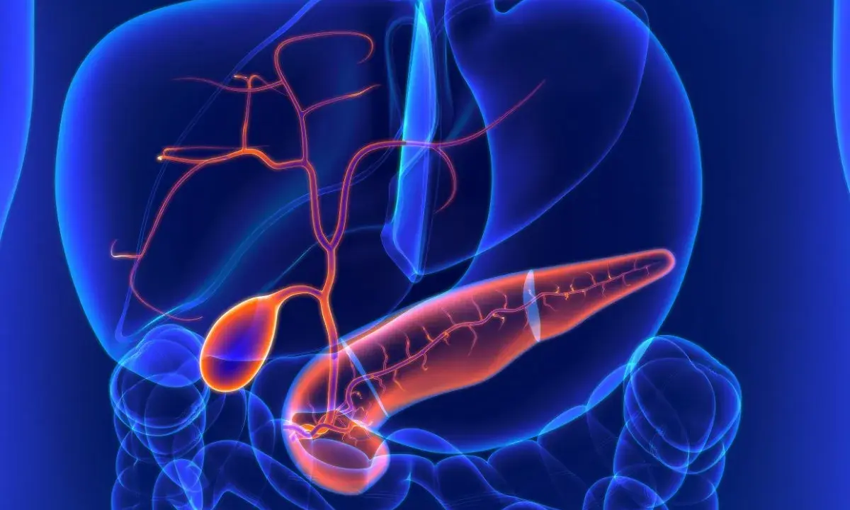 Anatomia jamy brzusznej z widoczną trzustką, wątrobą i pęcherzykiem żółciowym. Widać naczynia krwionośne. Może to być wizualizacja torbieli na trzustce.