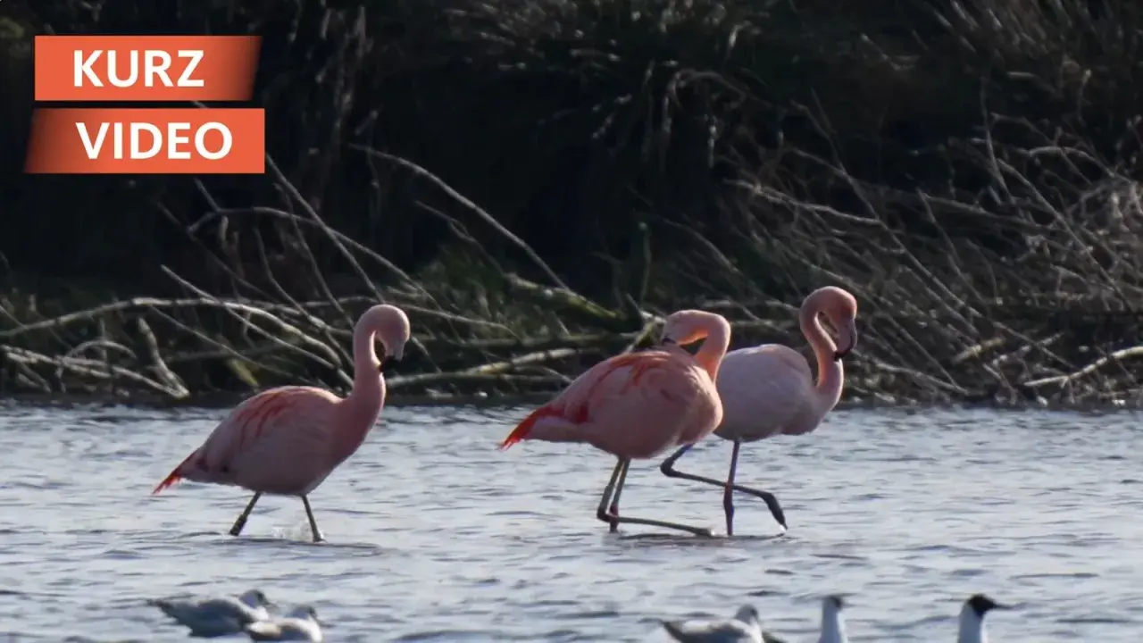 Drei rosa Flamingos waten durch flaches Wasser. Ein seltenes Schauspiel, das man in NRW sehen kann.
