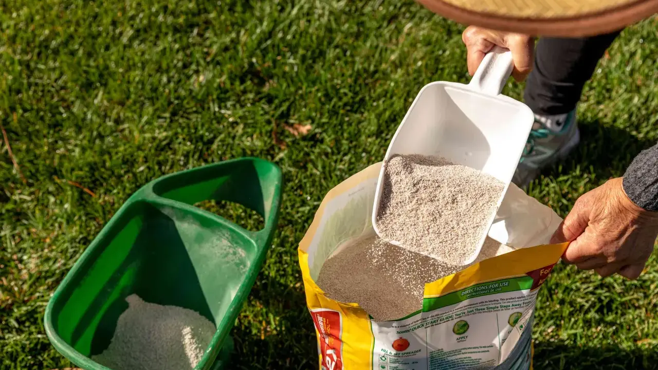 Scooping insecticide from a bag into a spreader. Check product label for how often to apply insecticide to lawn.
