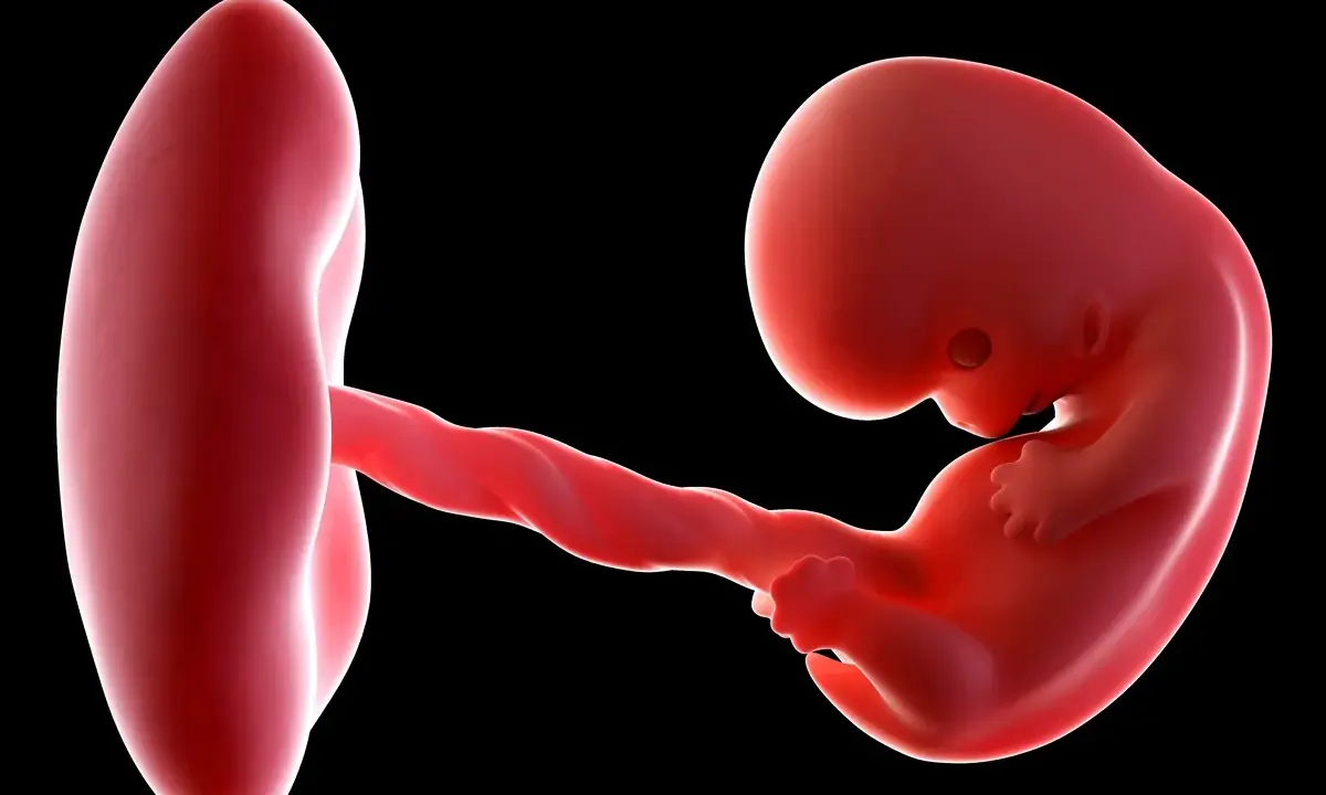 Płód w 8 tygodniu ciąży, wielkość dziecka porównywalna do fasolki, połączony skręconą pępowiną z pęcherzykiem żółtkowym.