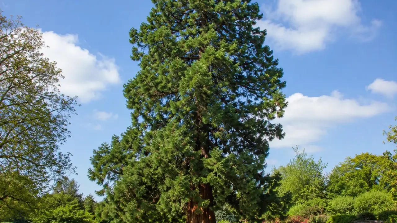 Majestueux séquoia, un arbre qui ne perd pas ses feuilles, se dresse dans un parc verdoyant sous un ciel bleu parsemé de nuages blancs.