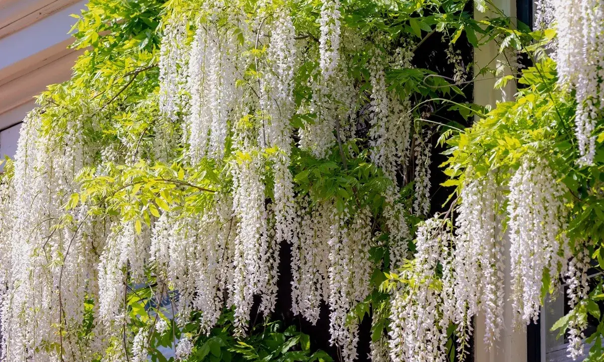 Une plante verte luxuriante s'épanouit avec de longues grappes de fleurs blanches tombantes, comme une cascade florale.