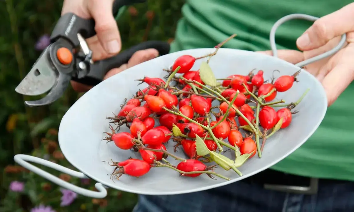 Hagebutten sammeln im Herbst. Eine Schere liegt bereit, während eine Schale voller leuchtend roter Früchte gezeigt wird.