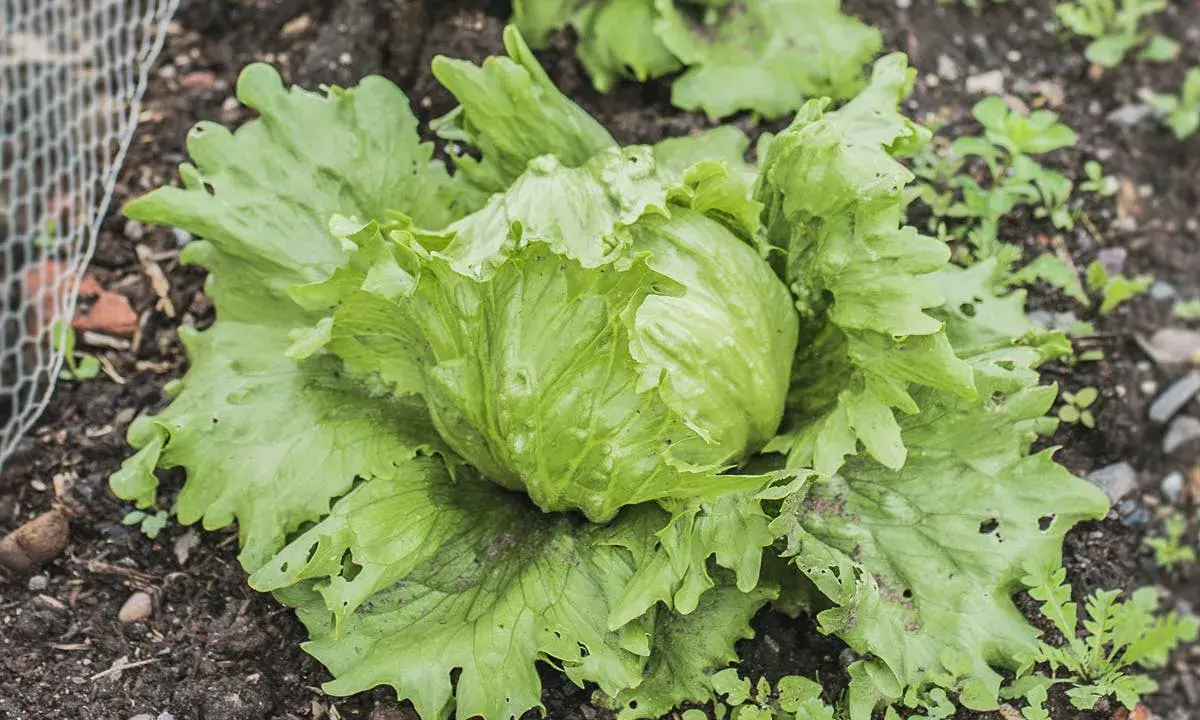 Une belle salade iceberg pousse dans le jardin, ses feuilles vertes et croquantes prêtes à être récoltées pour une salade fraîche.