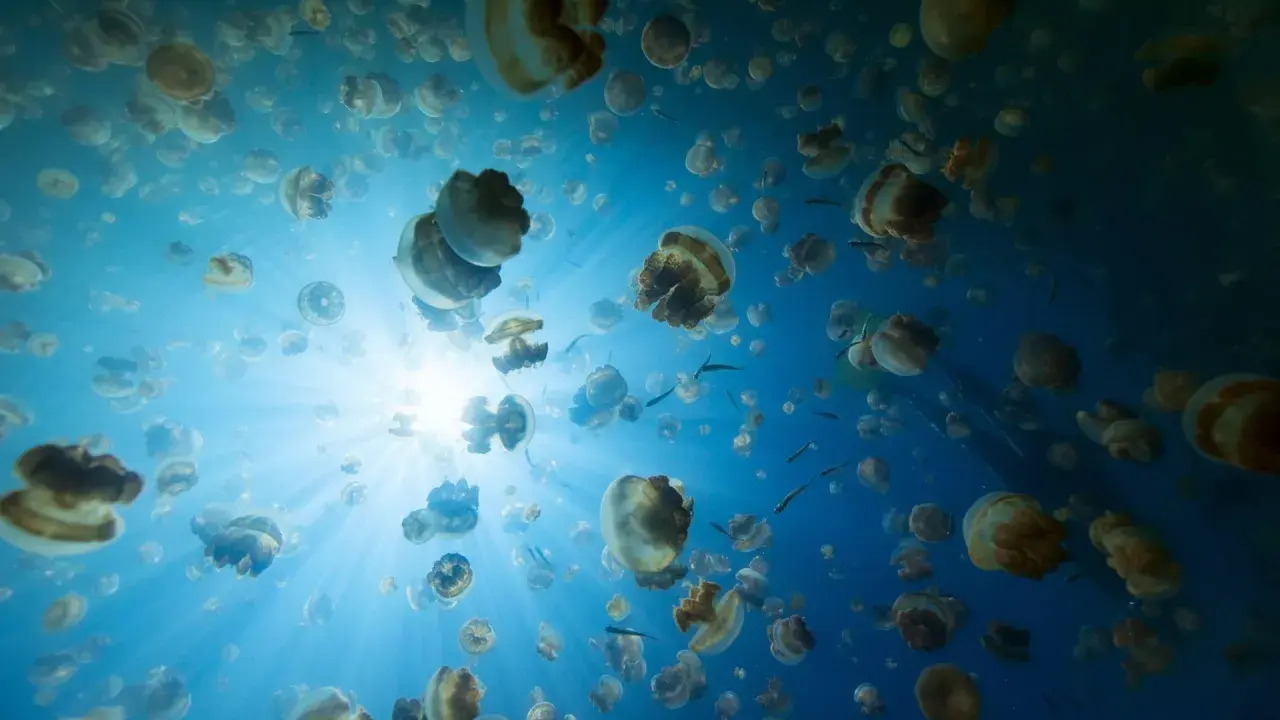 Un banco di meduse galleggia in acque blu, illuminate dai raggi del sole. Sorprendentemente, le meduse hanno il cervello, anche se non come lo intendiamo noi.