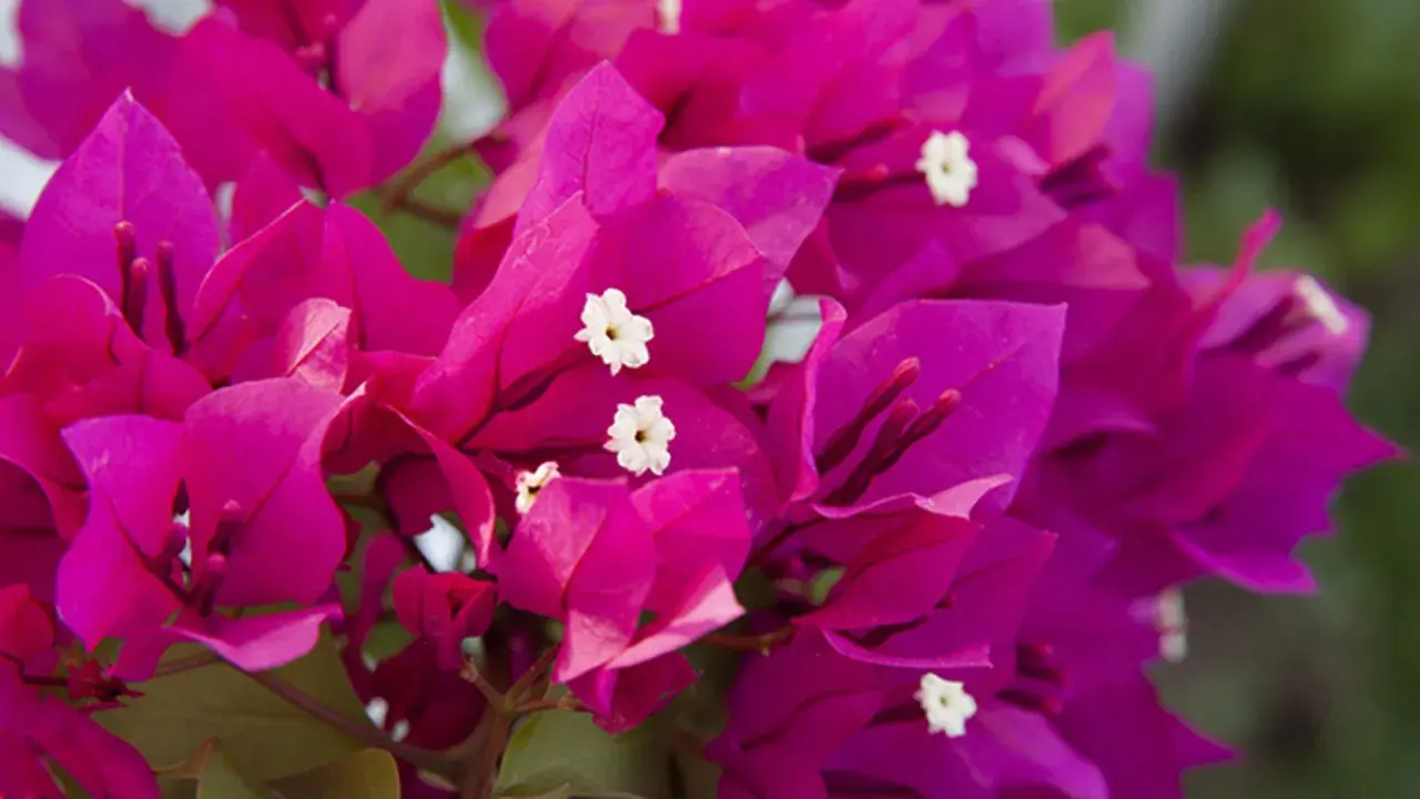 Flores vibrantes de buganvilla, ideales para un jardín soleado. Descubre los mejores buganvilla cuidados para que luzcan espectaculares.