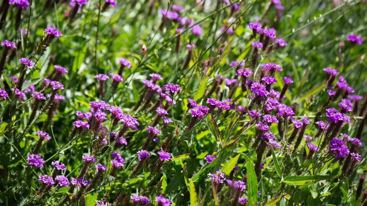 Champ de fleurs violettes, évoquant la douceur d'une infusion verveine au soleil.