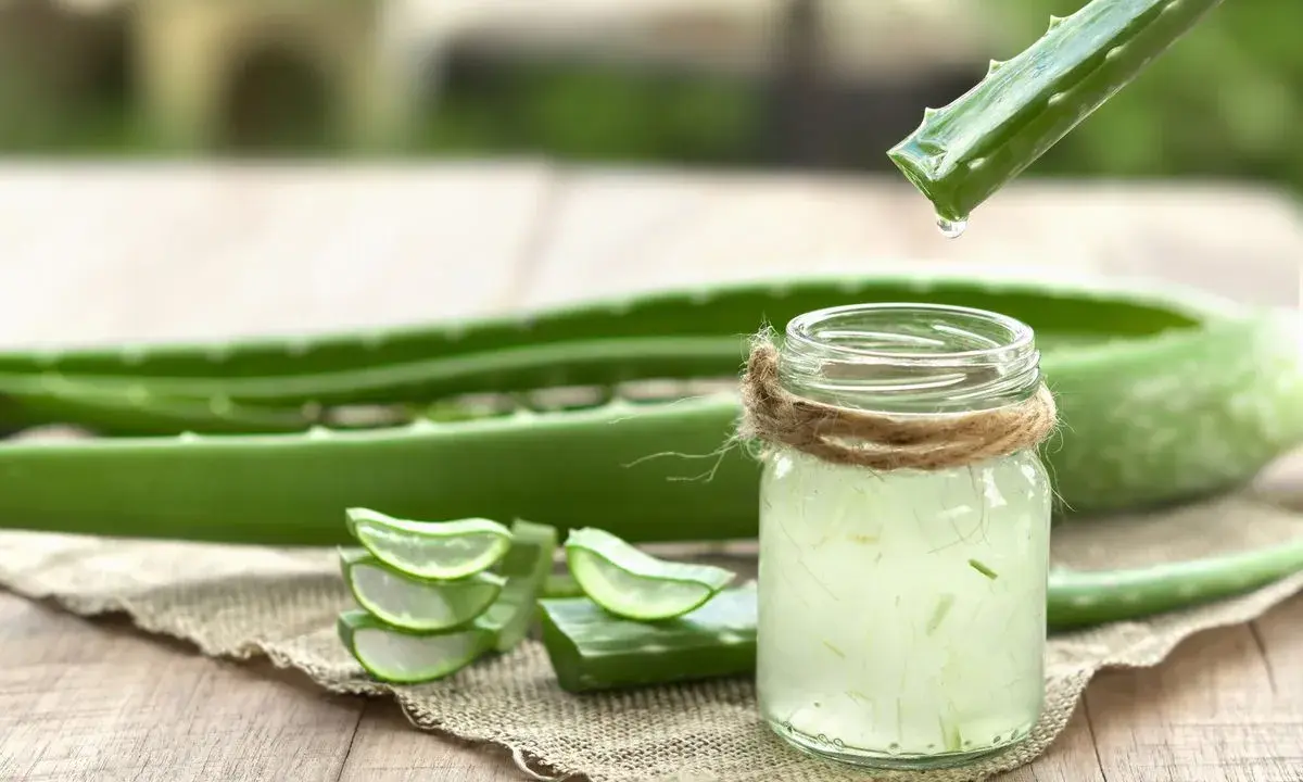 Goutte de gel d'aloe vera tombant dans un verre, prêt à être bu. Des tranches d'aloe vera sont disposées à côté.