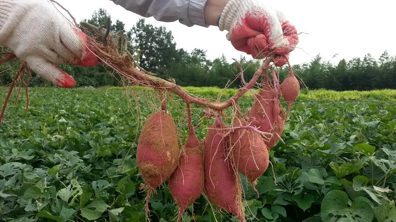 Gants blancs tenant une récolte de patates douces fraîchement arrachées. Le champ de patate douce s'étend à l'arrière-plan.