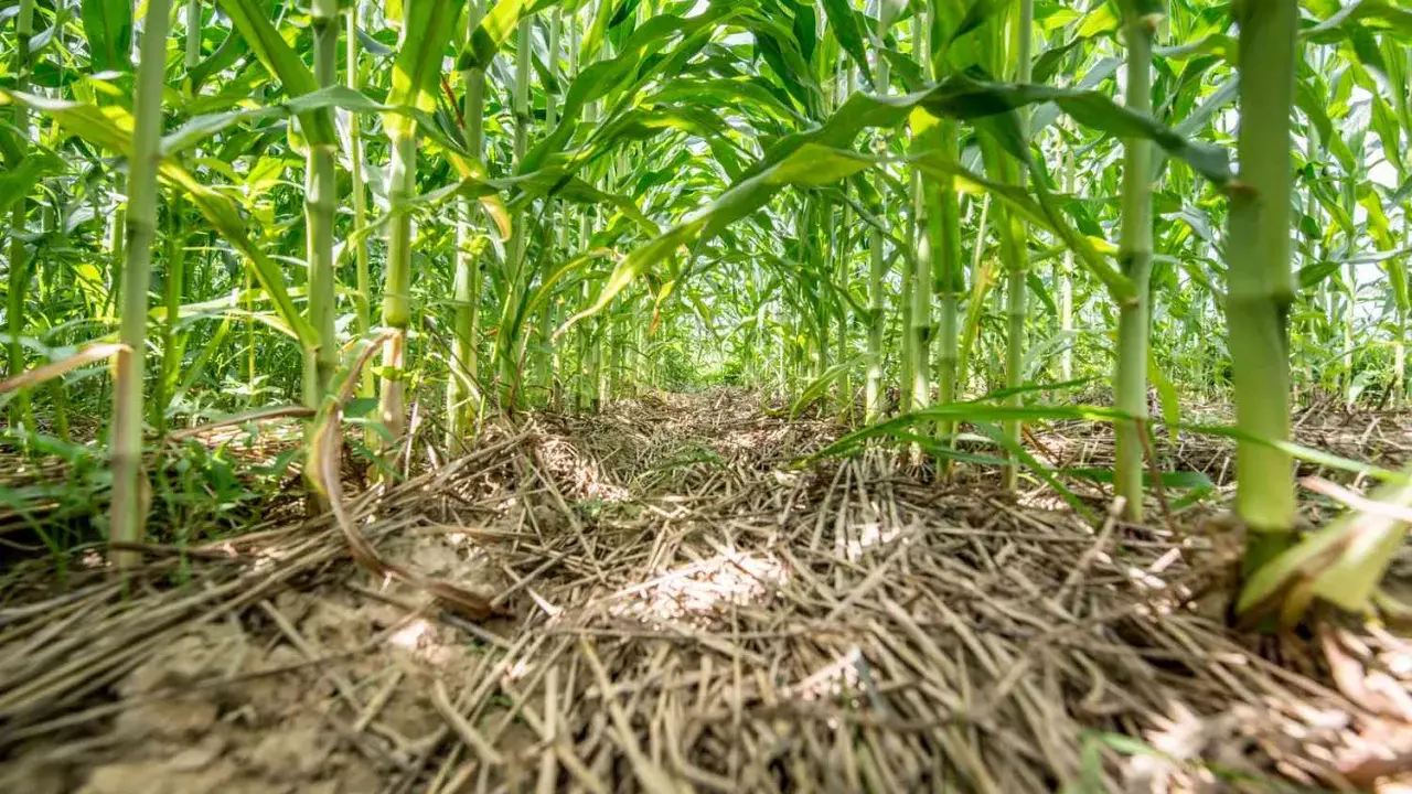 A low-angle view of a lush cornfield, showing thick stalks and green leaves. The ground is covered with dry stalks, hinting at a corn cover crop.