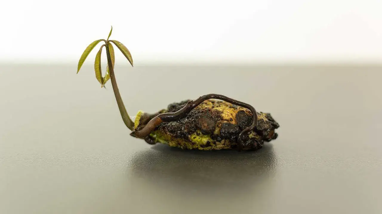 Un jeune plant de mangue germe d'un noyau, prêt à être planté.