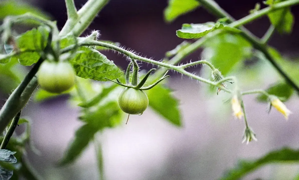 Jeune plant de tomates, avec des fruits verts encore petits. On peut voir les premières fleurs jaunes et les tiges velues. Il faudra bientôt pincer les tomates pour favoriser leur croissance.