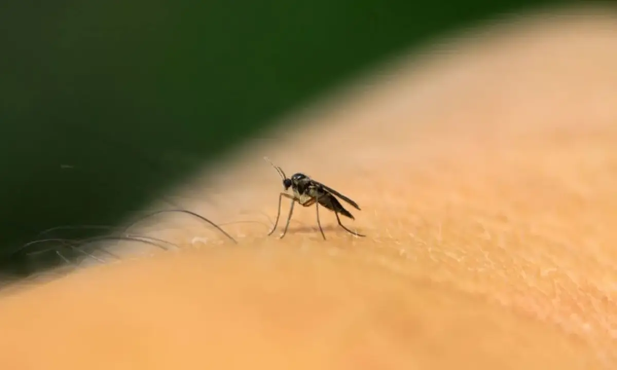 Mały komar na skórze. Olejek neem na ziemiórki to naturalny sposób na pozbycie się tych uciążliwych owadów.