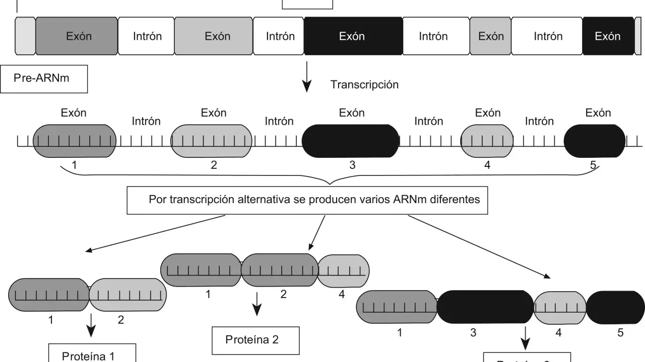 Diagrama ilustra cómo la transcripción de una molécula de ADN genera pre-ARNm, que luego, por transcripción alternativa, da lugar a diferentes ARNm y, finalmente, a distintas proteínas.