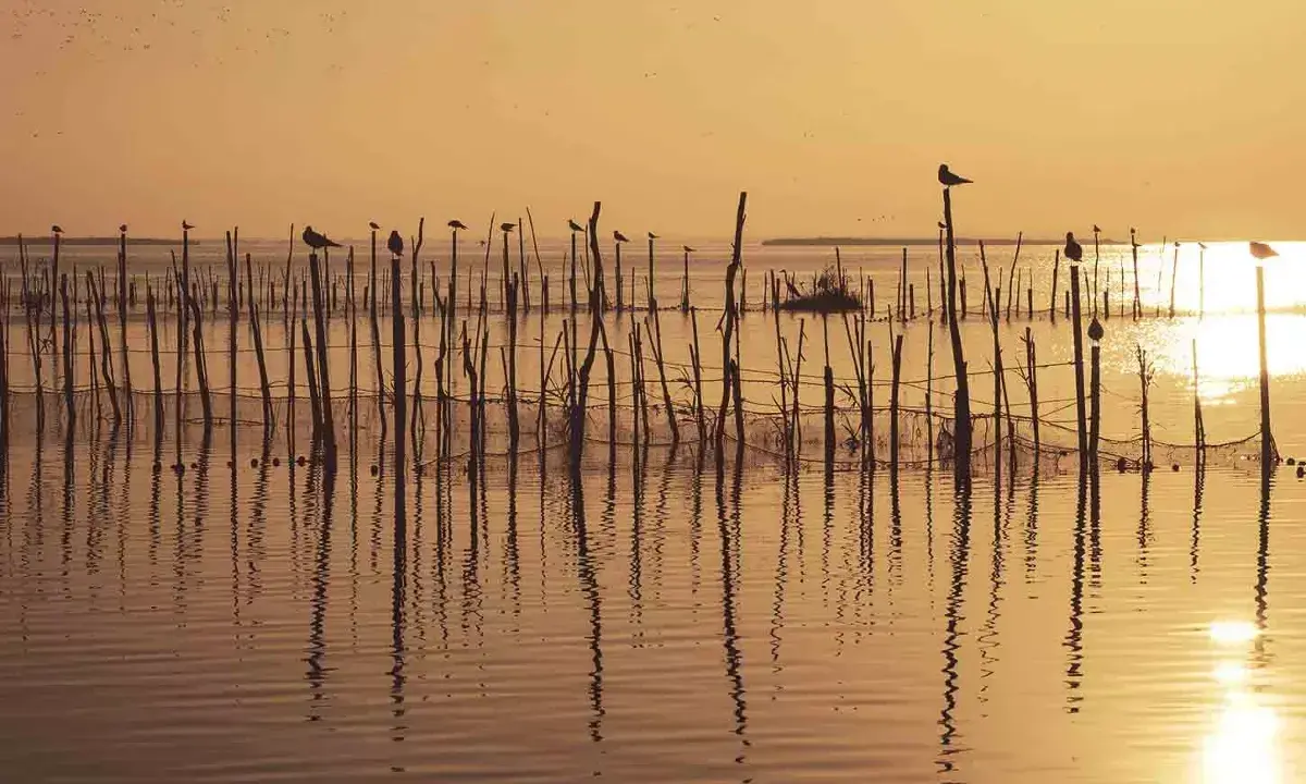 Amanecer dorado sobre las marismas en España, con aves posadas en estacas de madera y reflejos en el agua serena.