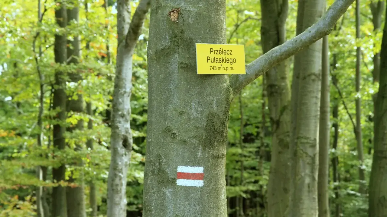 Szlak turystyczny na Przełęcz Pułaskiego (743 m n.p.m.) w lesie. Brak ściany płaczu, tylko zielone drzewa i szlak.