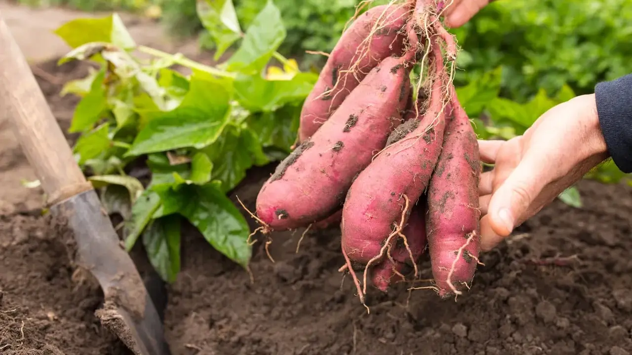 Main fraîchement récoltée, prête à planter des patates douces. Une pelle est visible à gauche, dans la terre.