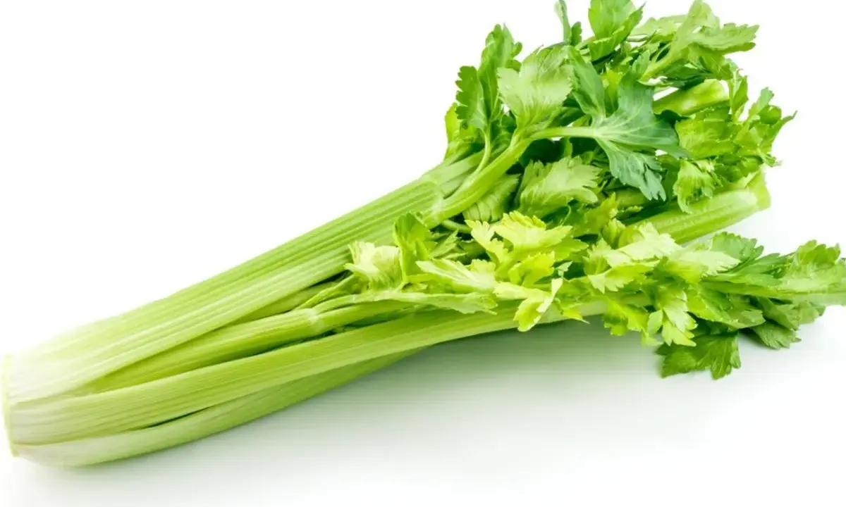 A fresh, vibrant celery plant with crisp green stalks and leafy tops, ready for a healthy snack or recipe.