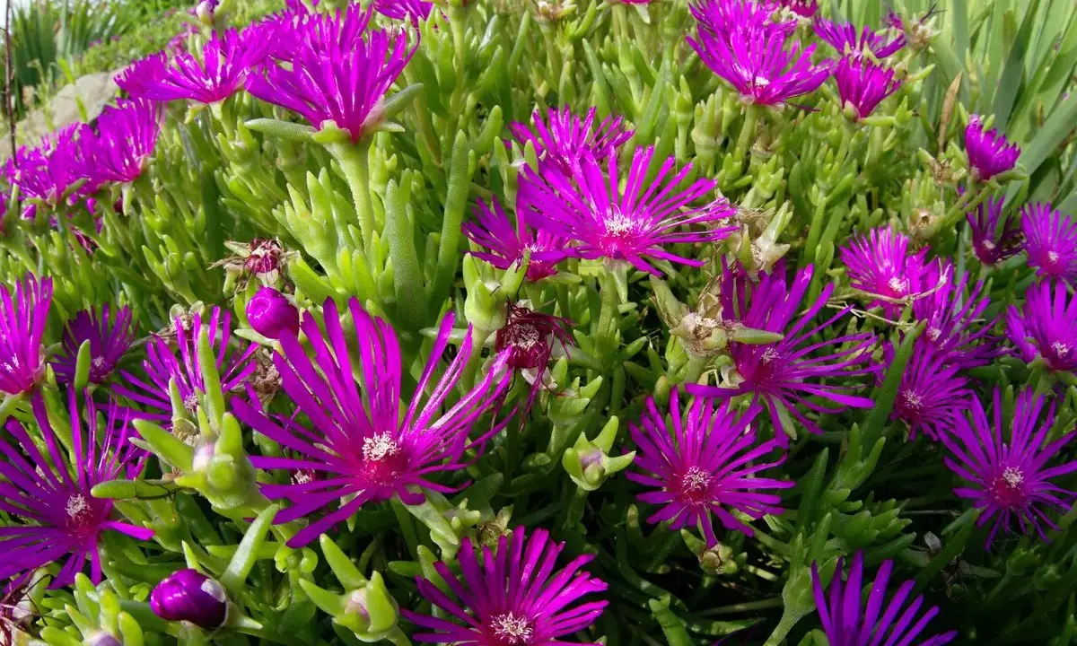 Fleurs magenta éclatantes, semblables à une griffe de sorcière, s'ouvrent sur des tiges charnues vertes.