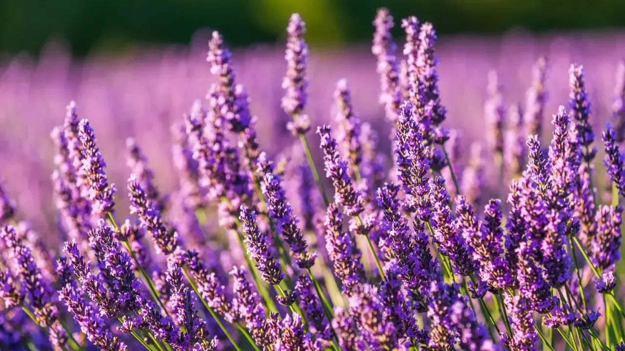 Champ de lavandin en fleurs, évoquant la sérénité et les nombreux lavandin bienfaits pour le bien-être.