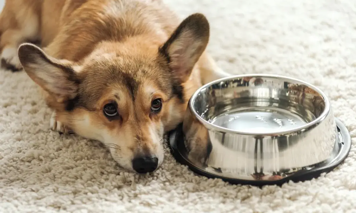 Smutny corgi leży obok miski z wodą, wyraźnie widać, że pies nie chce pić wody.