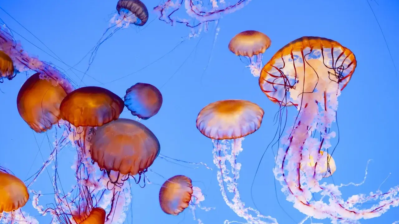 Un gruppo di meduse dai toni aranciati e violacei fluttua in un blu profondo. Alcune di queste meduse commestibili sembrano danzare con i loro tentacoli.