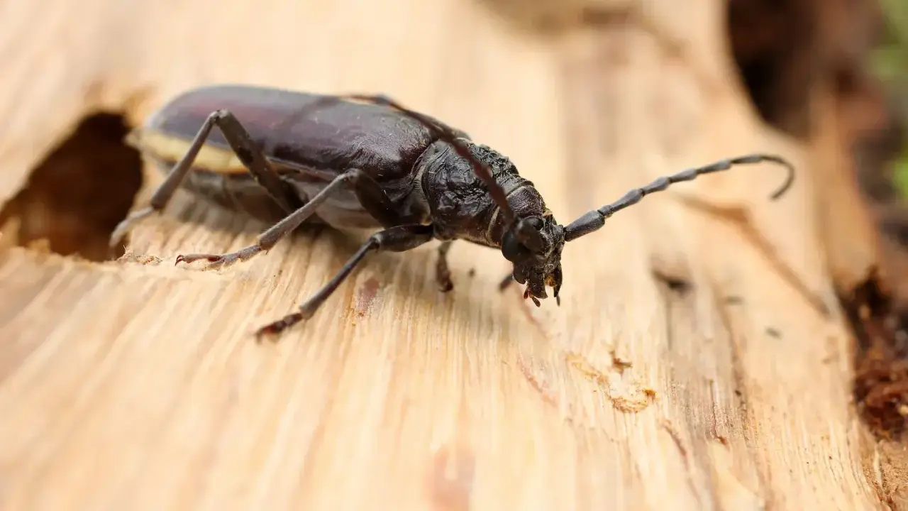 Gros plan sur un scarabée brun, un des insectes du bois, sur une surface de bois clair. Ses longues antennes sont visibles.