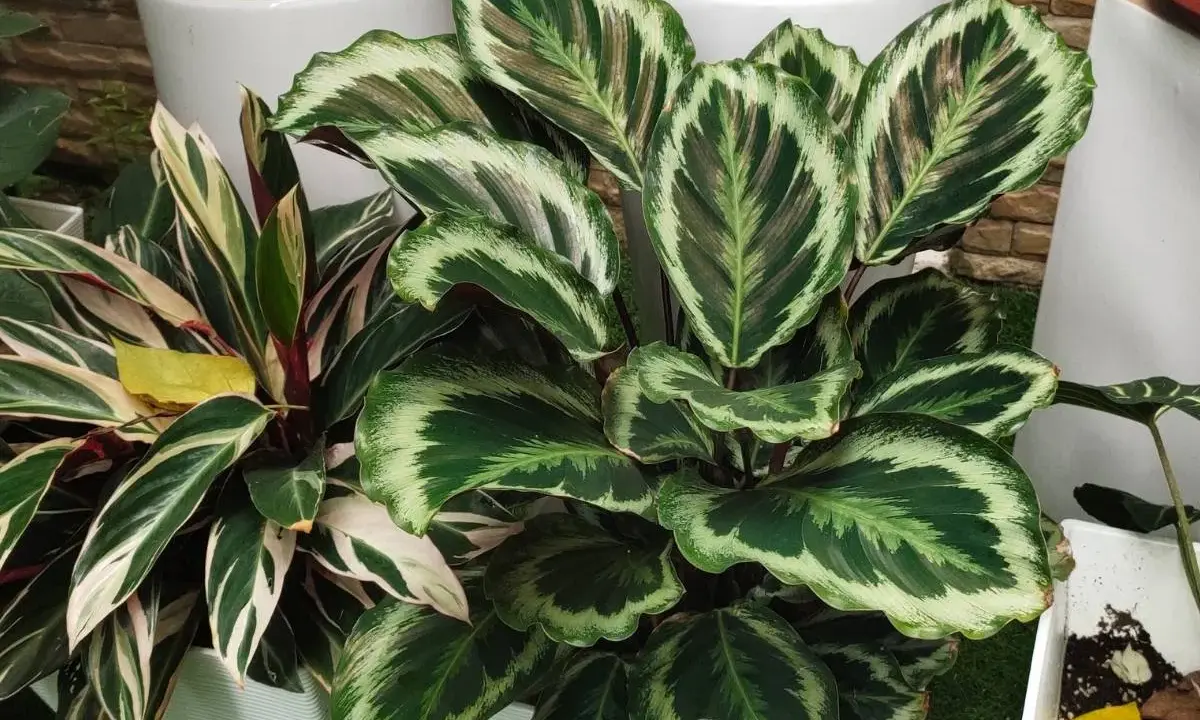 Kwiat calathea zachwyca liśćmi w odcieniach zieleni i kremu, tworząc egzotyczną mozaikę.