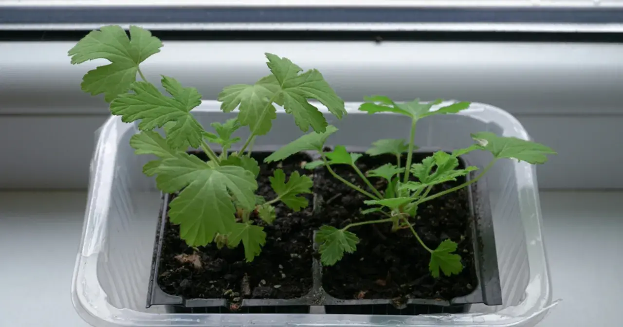 Młode sadzonki pelargonii w plastikowej osłonce. Czy geranium jest trujące? Te rośliny są bezpieczne dla zwierząt domowych i ludzi.