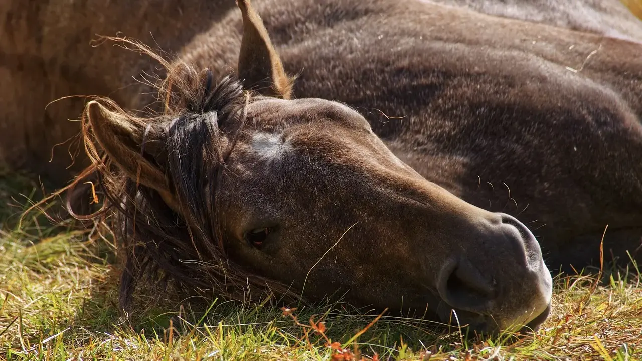 Ein braunes Pferd liegt erschöpft im Gras. Die Mähne fällt ins Gesicht. Mögliche Schlaganfall Pferd Symptome könnten hier zu sehen sein.