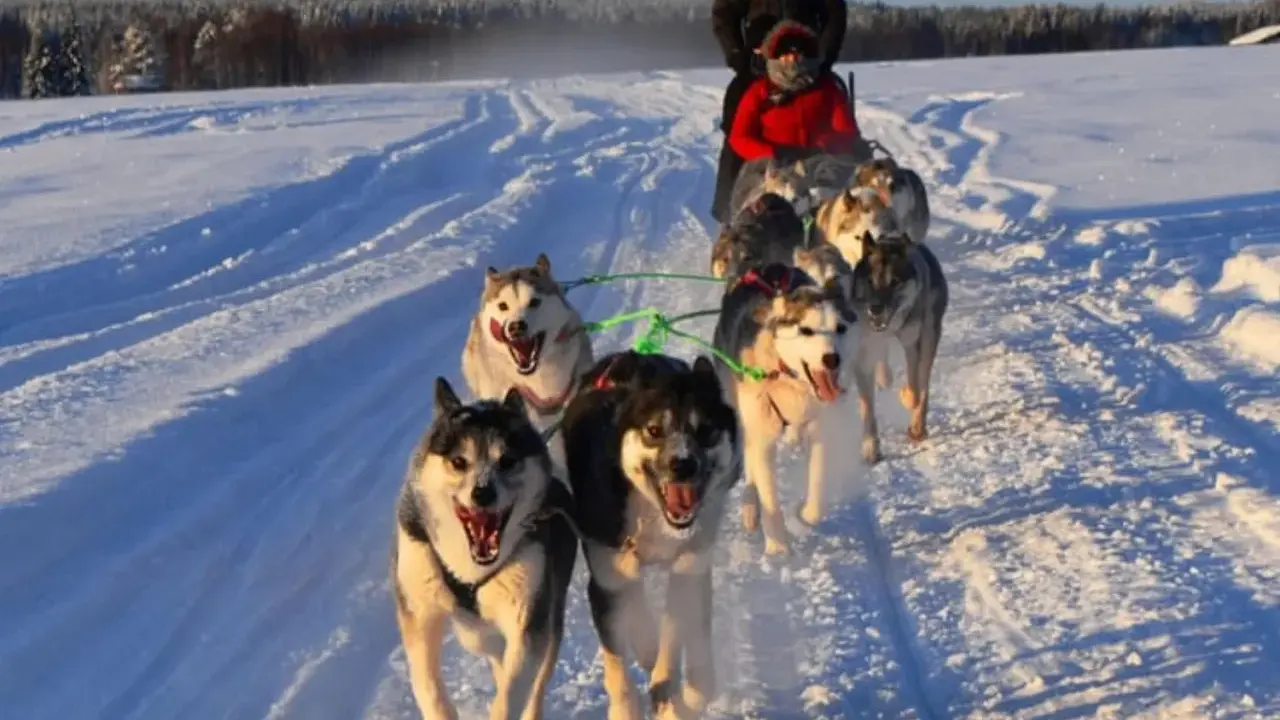 Hundspann i Sverige drar fram över snön med glada hundar och passagerare.