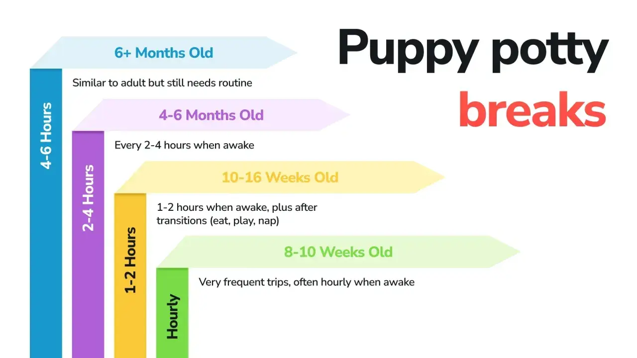 Graphique montrant combien de temps un chien peut se retenir : les chiots de 8-10 semaines ont besoin de sorties horaires, ceux de 10-16 semaines toutes les 1-2 heures.