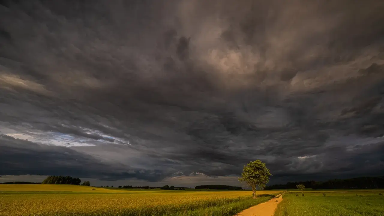 Burzowe niebo nad polami rzepaku. Droga wije się przez zielone łąki, a samotne drzewo stoi na tle dramatycznych chmur. To piękne krajobrazy Podlasia.