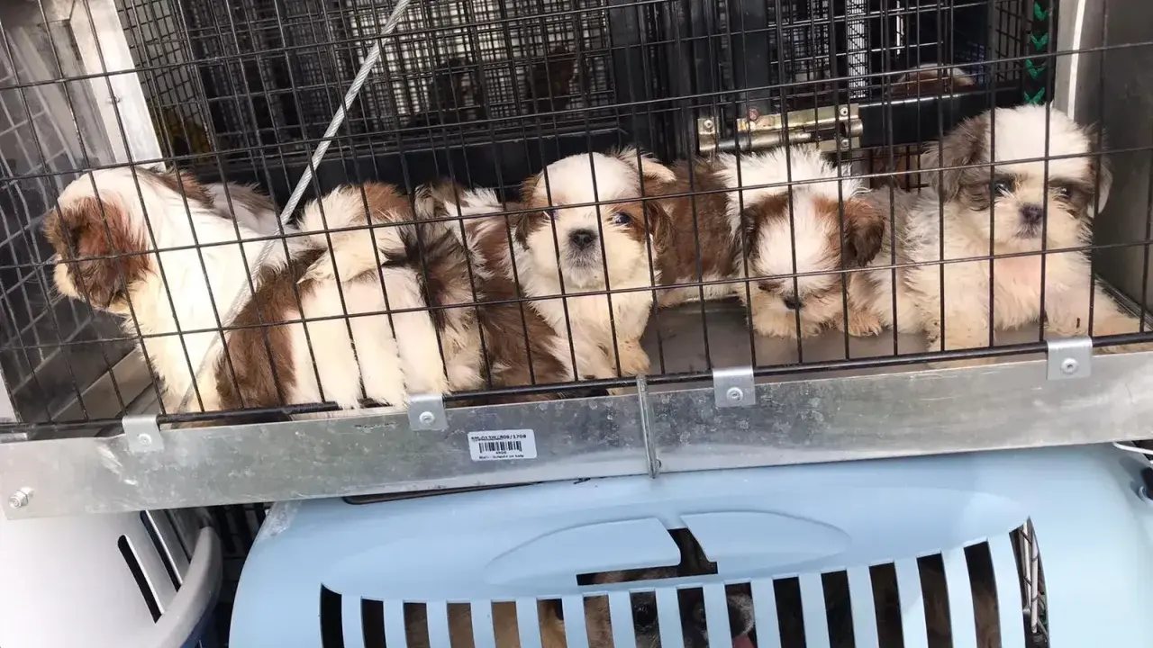 Szczenięta Shih Tzu w klatce, gotowe do transportu. Jak sprawdzić hodowlę psów? Zwróć uwagę na warunki i zdrowie zwierząt.