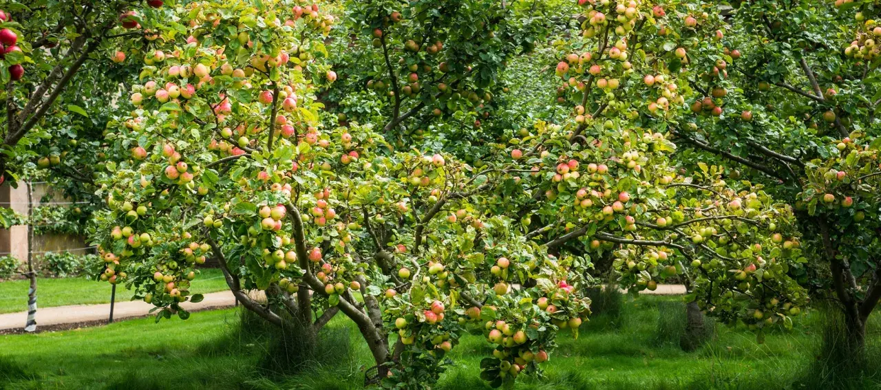 Arbres fruitiers en espalier chargés de pommes rouges et vertes, dans un jardin verdoyant.