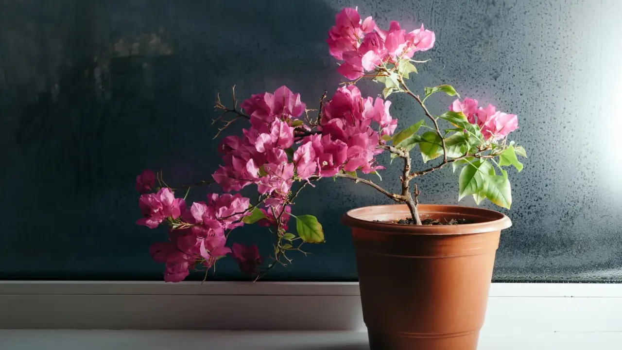 Un bougainvillier aux fleurs roses éclatantes, prêt pour son rempotage, sur un rebord de fenêtre.