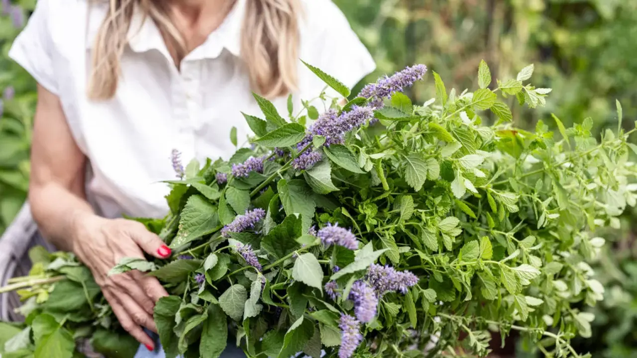 A woman holds a large bunch of fresh herbs, including lemon balm plant flowers, with delicate purple blooms and vibrant green leaves.