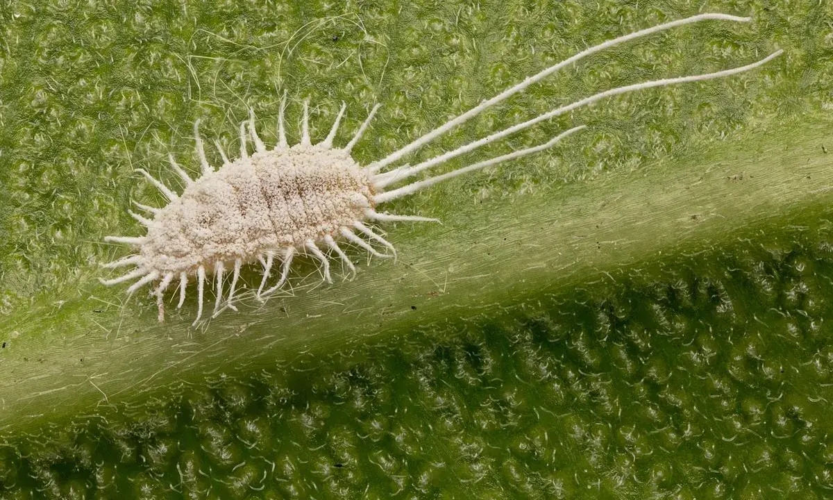 Gros plan d'une cochenille farineuse sur une feuille verte. Un traitement efficace est essentiel pour éradiquer ces nuisibles.