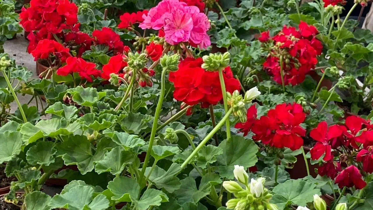 Kwitnący geranium w odcieniach czerwieni i różu, z zielonymi liśćmi.