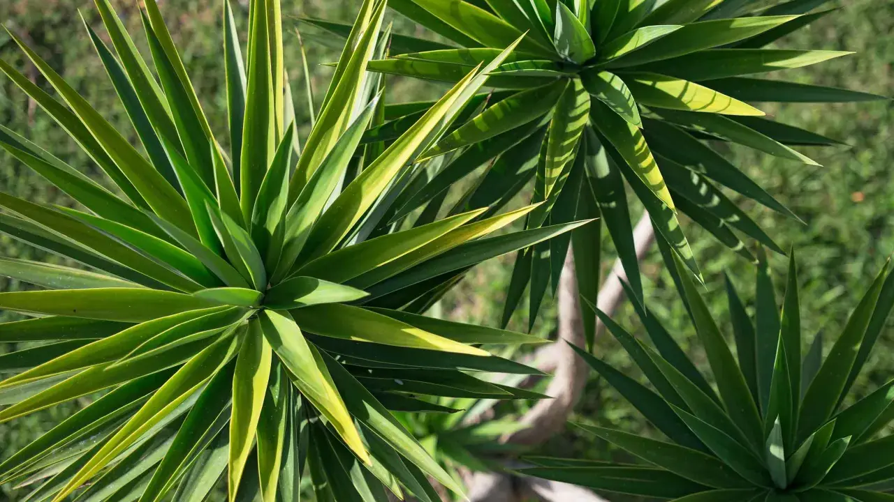 Yuca planta exterior con hojas verdes y puntiagudas, dispuestas en rosetas. El tronco leñoso se ve entre las hojas.